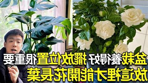散射光 植物